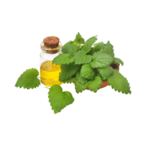 Peppermint Oil