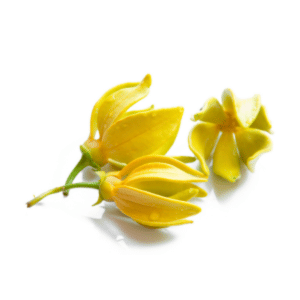 Ylang Ylang Oil